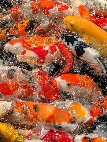 koi fish, colorful koi, swimming koi, vibrant koi, clear pond, underwater koi, energetic koi, koi scales, pond fish, colorful fish, aquatic life
