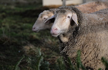 animal, sheep, nature, wool, mammal, pasture, fur, species, fauna
