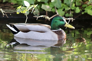 drake, duck, water Bird, mallard, ornithology, plumage, pond, nature, beak, floating, animal
