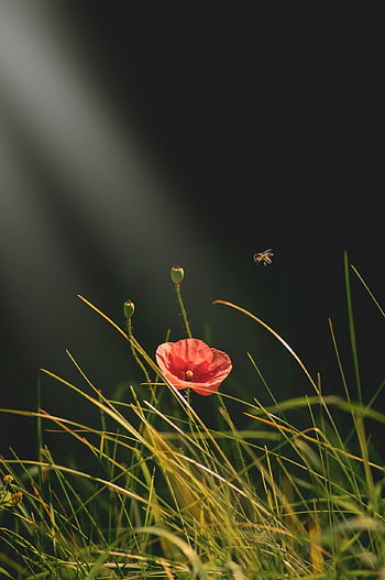 flowers, poppies, botany, summer, growth, petals, bloom, bee, insect, grass, field