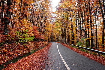 road, countryside, autumn, fall, roadway, pavement, highway, trees, woods, landscape, forest