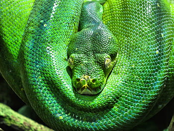 fa python, zöld, vonal, korpa, fa kígyó, Kígyófej