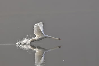mână lebădă, lebădă, pasăre, zbor, aripi, animal, pene, penaj, cioc, lac, faună