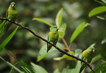 papoušky, prohlížení, větev, zářivá zelená, Tropická divoká zvěř, Panama Jungle, Tři papoušky, fotografování divoké zvěře, přírodní scéna, fotografování ptáků, zelené papoušky