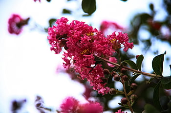 flowers, bloom, nature, blossom, plant, tree, lagerstroemia Indica