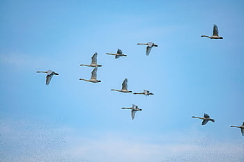 swans in flight, bright blue sky, nature's beauty, flying swans, wildlife photography, bird photography, swan flock, aerial view, natural scenery, wildlife in flight, blue sky backdrop