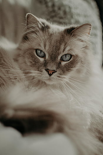 모피 고양이, 파란 눈, 담요에 누워 있습니다, 솜털 고양이, 부드러운 시선, 부드러운 담요, 실내 고양이, 고요한 고양이, 클로즈업 고양이, 애완 동물 사진, 고양이 초상화