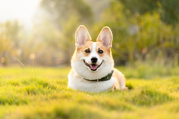 Hund, Haustier, Corgi, Natur, süß, Tier