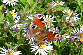 peacock Eye, butterfly, aglais Io, wings, lepidoptera, entomology, pollinate, bug, fauna, nature, herfstaster
