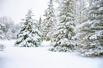 pines, trær, vinter, snø, sti, bartrær, evergreens, frost, frossen, kald, snowy