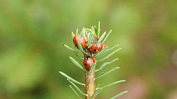 hibernation, ladybugs, bug, conifer, spotted, photography, in The Woods, needles, winter