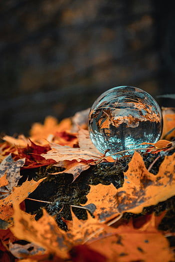 Glaskugel, Ahornblätter, Herbstblätter, Herbstszene, leuchtende Farben, rund klarer Ball, reflektierende Oberfläche, bezaubernde Szene, Fotografie im Freien, Naturfotografie, Saisonale Schönheit