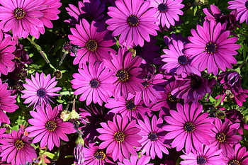 osteospermum, sedmikráska, jaro, Příroda, zahrada, květ, rostlina, flóra, nachový, květinové pozadí, krásné květiny