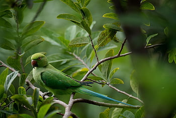 parrot, wildlife, green, bird, tree, nature, closeup, posing