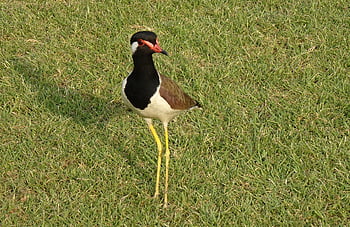 bird, red-wattled Lapwing, vanellus Indicus, lapwing, plover, avian, wildlife, ornithology, standing, fauna, nature