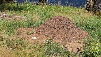 nature, forest, anthill