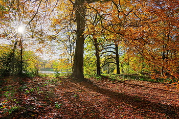 sunlight, fall, autumn, autumn Sunshine, woodland Walk, yorkshire, low Sun, light, idyllic, rural, countryside