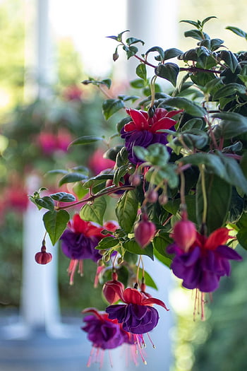 fuchsia, flowers, garden, leaves, pink, hanging Basket, flower Wallpaper, beautiful Flowers, blooms, flower Background, blossoms