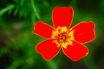 blossom, beautiful Flowers, bloom, red, simple, five Blättrich, garden, flower Wallpaper, nature, flower, romantic
