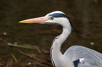 heron, grey Heron, beak, bird, water Bird, fish Eater, wildlife, nature, hunter, water, pond