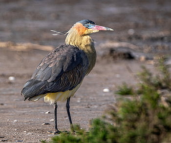 Reiher, Pfeifender Reiher, syrigma sibilatrix, Wildvogel, Vogelkunde, Vögel beobachten, Tier, Natur, Tierwelt