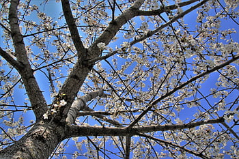 fruit Tree, nature, apple, tree, white Flowers, the Court, april, inflorescence, konary, garden, tree Bark