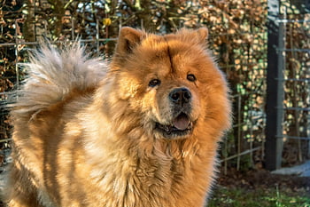 chow Chow, chow, chow-chow, dog, pet, cute, portrait, fluffy, animal, furry, adorable