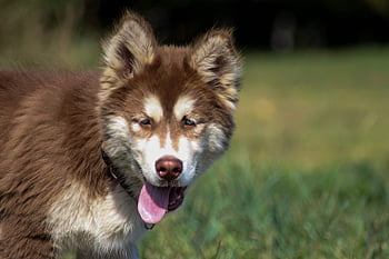 husky, nature, puppy, dog, domestic Animal, pet, animal, young, pedigree, cute, siberian