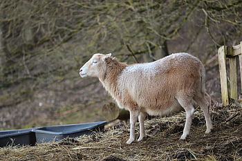 sheep, wool, lamb, livestock, face, head, fur, pasture, agriculture, wool Production, nature