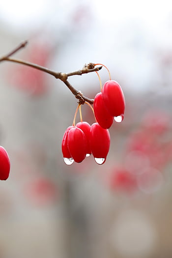 flowering Dogwood, fruits, raindrops, dew, dewdrops, droplets, branch, berries, red Berries, cornus Florida, tree