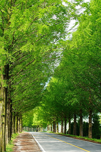 tie, Metasequoia, puu, vihreä, meta-informaatio 'voitosta, pesä, luonto, metsätiellä, abstrakti, polku, paranemista