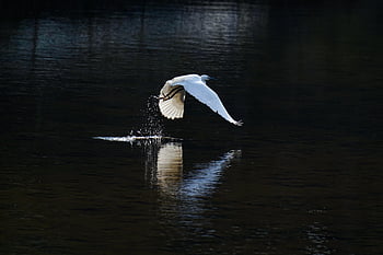 bird, common Heron, ornithology, species, fauna, avian, animal, wildlife, wings, river, nature