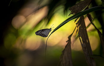 butterfly, thailand, macro, nature, insect, animal, colorful, tropical, asia, summer, garden