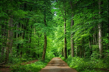 path, forest, forest Path, nature, avenue, trail, landscape, wood, environment, mood, green