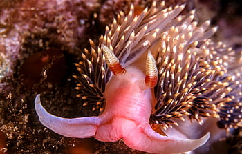 nudibranch, slug, sea Slug, snail, nature, animal, mollusc, underwater, sea, diving, marine