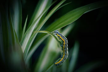 chenille, larve, insecte, feuilles, feuillage, les plantes, punaise, jardin, papillon, vert, animal
