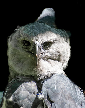 lupič, orel, pták, zobák, Orel skalní, účtovat, raptor, dravý pták, zblízka, tvář, oči