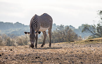 zebra, nature, africa, safari, animal, fauna, mammal, savage, equine, savannah, bush