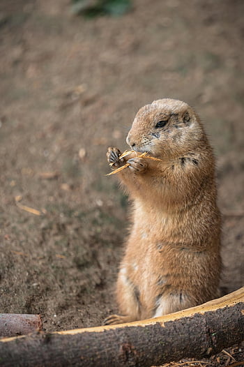 prairie Dog, rodent, animal, zoo, mammal, wildlife, eat, nature