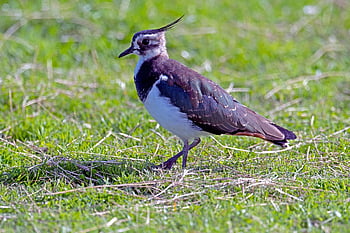 lapwing, bird, wader, bird Watching, nature, vanellus, wildlife