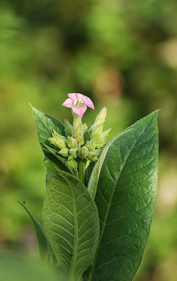 tabák, květ, rostlina, nicotiana, Příroda, Virgin Tobacco, nicotiana tabacum, flóra