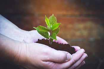 sætteplante, plante, hånd, plantning, spire, træ, blade, forår, vækst, havearbejde, natur