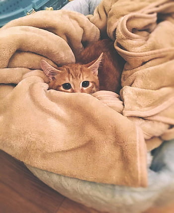 oranssi tabby kissa, ruskea tekstiili, kodikas viltti, söpö pentu, lemmikkieläinten valokuvaus, sisäinen kissa, pehmeä viltti, eläinten muotokuva, kotikissa, kissan mukavuus, kotieläin