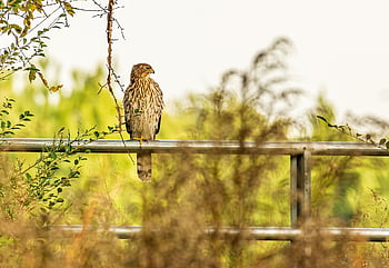 red-tailed Hawk, hawk, raptor, predator, bird, bird Of Prey, red-tailed, buteo, feathers, perched, ave