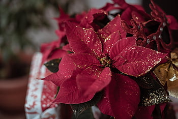 poinsettia, luccica, Natale, ornamento di Natale, decorazione natalizia, decorazioni natalizie, ornamento, decorazione, arredamento, decorativo, avvicinamento