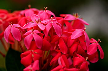 ixora, red Flowers, flower, flower Background, plant, flower Wallpaper, petals, bloom, beautiful Flowers, blossom, nature