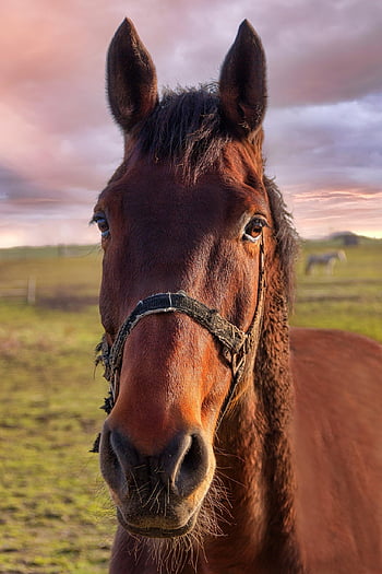 cavalo, animal, refrear, cabeça, face, eqüino, mamífero, natureza, cavalo castanho, Pomar, pasto, Prado