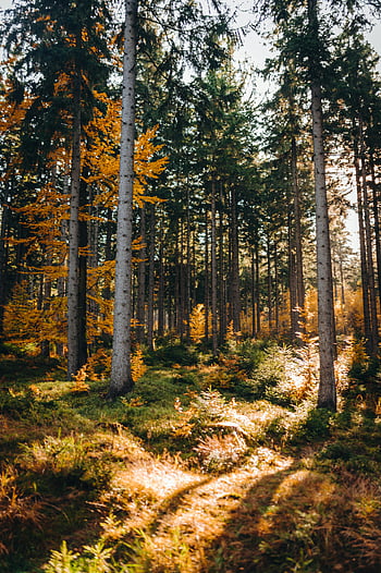sunlit autumn forest, Poland, Szklarska Poręba, autumn trees, forest sunlight, autumn foliage, Polish forest, autumn landscape, forest path, autumn colors, nature photography