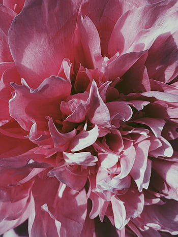 pink peony, blooming peony, garden flower, vibrant pink, full bloom, close-up flower, detailed flower, peony flower, pink flower, garden peony, floral bloom