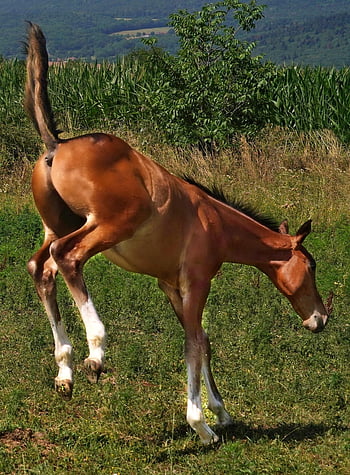 horse, mobile Wallpaper, foal, kick, gallop, animal, equine, phone Wallpaper, mammal, fauna, nature